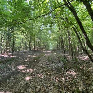 Photo #36 of SOLD property in Off Fletcher Chapel Road, Kenbridge, VA 76.0 acres