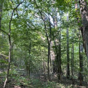 Photo #37 of SOLD property in Off Fletcher Chapel Road, Kenbridge, VA 76.0 acres