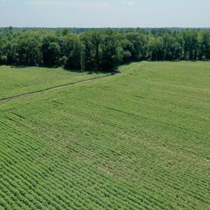 Photo #9 of SOLD property in Off Center Hill Road, Tyner, NC 56.8 acres