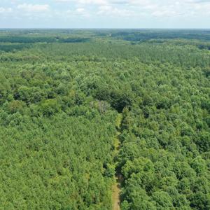 Photo #26 of SOLD property in Off Adcock Road, Enfield, NC 58.0 acres