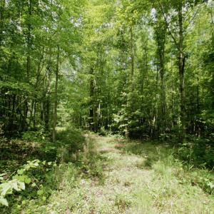 Photo #41 of SOLD property in Off Adcock Road, Enfield, NC 58.0 acres