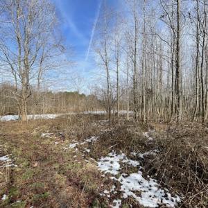 Photo #18 of SOLD property in Off Old Neck Road, Exmore, VA 3.7 acres