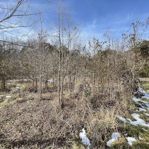 Photo #33 of SOLD property in Off Old Neck Road, Exmore, VA 3.7 acres