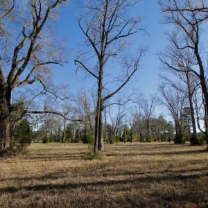 Photo #38 of SOLD property in Off Highway 304, Bayboro, NC 16.6 acres