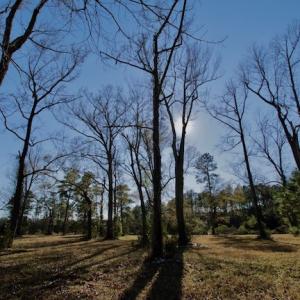 Photo #40 of SOLD property in Off Highway 304, Bayboro, NC 16.6 acres