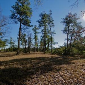 Photo #42 of SOLD property in Off Highway 304, Bayboro, NC 16.6 acres
