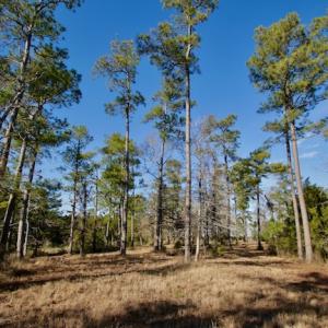 Photo #44 of SOLD property in Off Highway 304, Bayboro, NC 16.6 acres