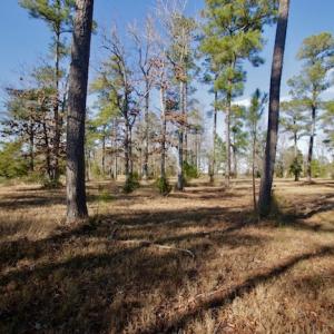 Photo #45 of SOLD property in Off Highway 304, Bayboro, NC 16.6 acres