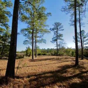 Photo #46 of SOLD property in Off Highway 304, Bayboro, NC 16.6 acres