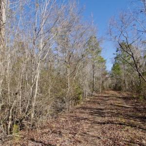 Photo #6 of SOLD property in Off Knobbs Creek Road, Elizabeth City, NC 611.0 acres
