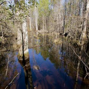 Photo #16 of SOLD property in Off Knobbs Creek Road, Elizabeth City, NC 611.0 acres
