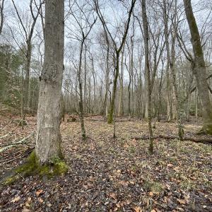 Photo #33 of SOLD property in Off Good Hope Road, Lanexa, VA 26.3 acres