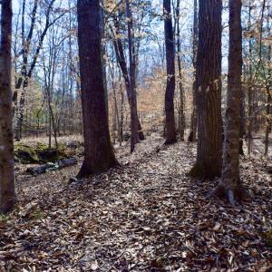 Photo #38 of SOLD property in Off Hog Wallow Road, Nathalie, VA 98.4 acres