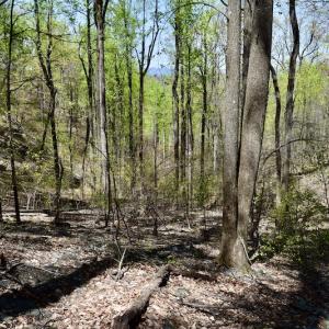 Photo #36 of SOLD property in Off Chase Log Road, Stuart, VA 46.4 acres
