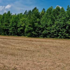 Photo #13 of SOLD property in Off Old Macon Hwy, Macon, NC 42.0 acres