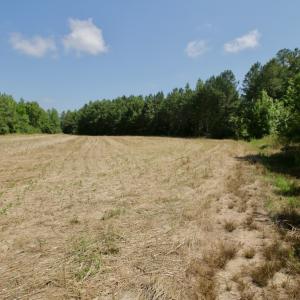Photo #19 of SOLD property in Off Old Macon Hwy, Macon, NC 42.0 acres