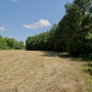 Photo #21 of SOLD property in Off Old Macon Hwy, Macon, NC 42.0 acres