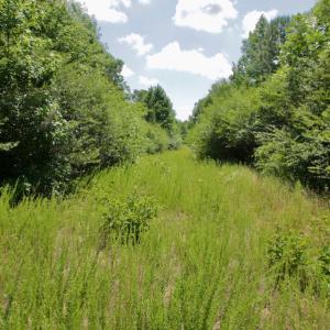 Photo #30 of SOLD property in Off Old Macon Hwy, Macon, NC 42.0 acres