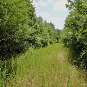 Photo #31 of SOLD property in Off Old Macon Hwy, Macon, NC 42.0 acres