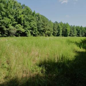 Photo #36 of SOLD property in Off Old Macon Hwy, Macon, NC 42.0 acres