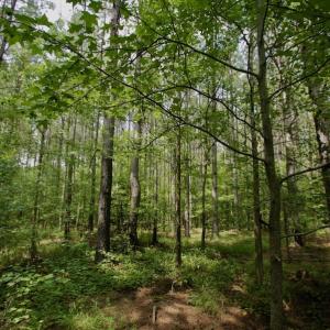 Photo #15 of SOLD property in Off Page Riddick Road, Gates, NC 10.6 acres