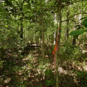 Photo #22 of SOLD property in Off Page Riddick Road, Gates, NC 10.6 acres