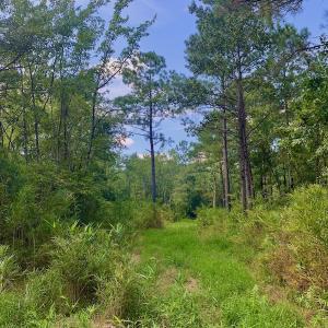 Photo #5 of SOLD property in Off Dixon Road, Bethel, NC 33.0 acres