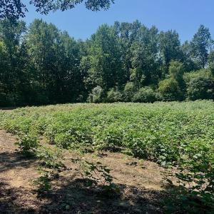 Photo #31 of SOLD property in Off Hwy 903, Scotland Neck, NC 26.7 acres