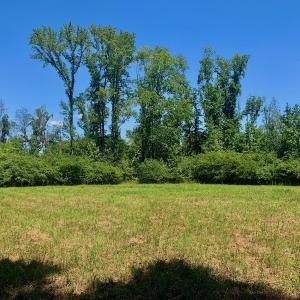 Photo #38 of SOLD property in Off Hwy 903, Scotland Neck, NC 26.7 acres