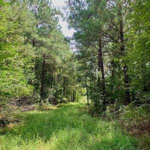 Photo #54 of SOLD property in 653 Jones White Road, Roper, NC 46.8 acres