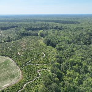 Photo #2 of Off 1307 San Souci Road, Windsor, NC 233.5 acres