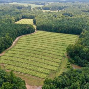 Photo #5 of SOLD property in Off Peter Stallings Road, Macon, NC 187.0 acres