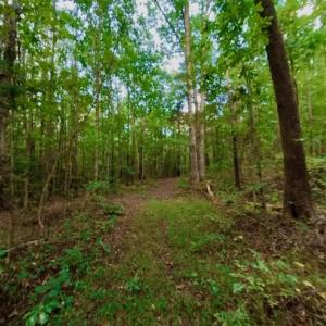 Photo #40 of SOLD property in Off Peter Stallings Road, Macon, NC 187.0 acres