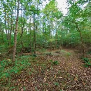 Photo #44 of SOLD property in Off Peter Stallings Road, Macon, NC 187.0 acres