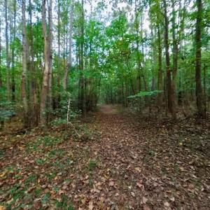 Photo #45 of SOLD property in Off Peter Stallings Road, Macon, NC 187.0 acres