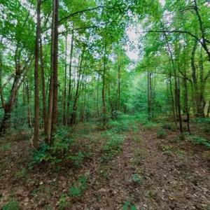 Photo #49 of SOLD property in Off Peter Stallings Road, Macon, NC 187.0 acres