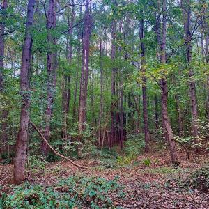 Photo #21 of SOLD property in Off Peter Stallings Road, Macon, NC 187.0 acres
