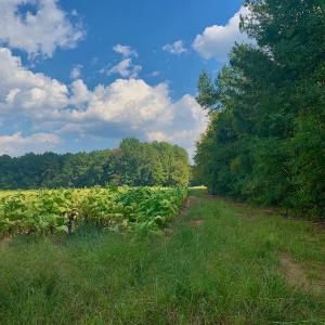 Photo #24 of SOLD property in Off Peter Stallings Road, Macon, NC 187.0 acres