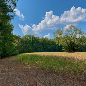 Photo #31 of SOLD property in Off Peter Stallings Road, Macon, NC 187.0 acres