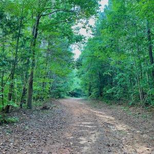 Photo #36 of SOLD property in Off Peter Stallings Road, Macon, NC 187.0 acres