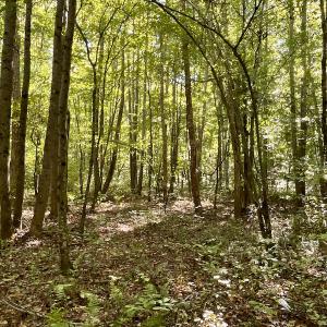 Photo #33 of SOLD property in Off Turkey Track Farms Trail, Nathalie, VA 20.1 acres
