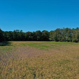 Photo #14 of SOLD property in Off Levi Drive, Ayden, NC 7.0 acres