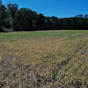 Photo #20 of SOLD property in Off Levi Drive, Ayden, NC 7.0 acres