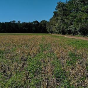 Photo #27 of SOLD property in Off Levi Drive, Ayden, NC 7.0 acres
