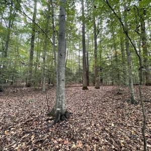 Photo #11 of SOLD property in Off Bethel Church Lane, Smithfield, VA 5.3 acres