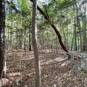 Photo #14 of SOLD property in Off Bethel Church Lane, Smithfield, VA 5.3 acres