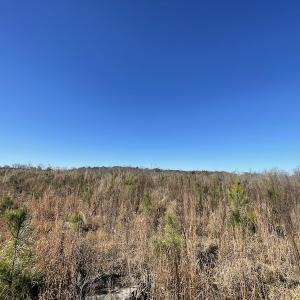 Photo #24 of SOLD property in Off Bunker Hill Road, Heathsville, VA 93.8 acres