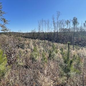 Photo #26 of SOLD property in Off Bunker Hill Road, Heathsville, VA 93.8 acres