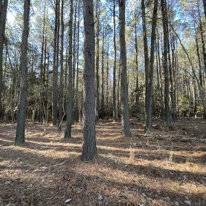 Photo #12 of SOLD property in Off Elmore Road, Painter, VA 30.5 acres
