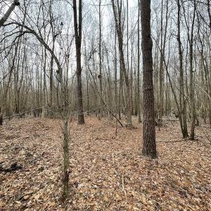 Photo #22 of SOLD property in Off Fortsville Rd, Drewryville, VA 74.0 acres